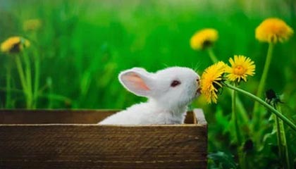 Kaiyun(中国)开云-男子篮球季后赛战况激烈，冠军悬念持续升温，男篮季后赛2021