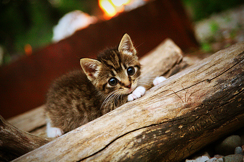 AC米兰领衔欧洲先锋,欲力挽狂澜,ac米兰进欧冠引援