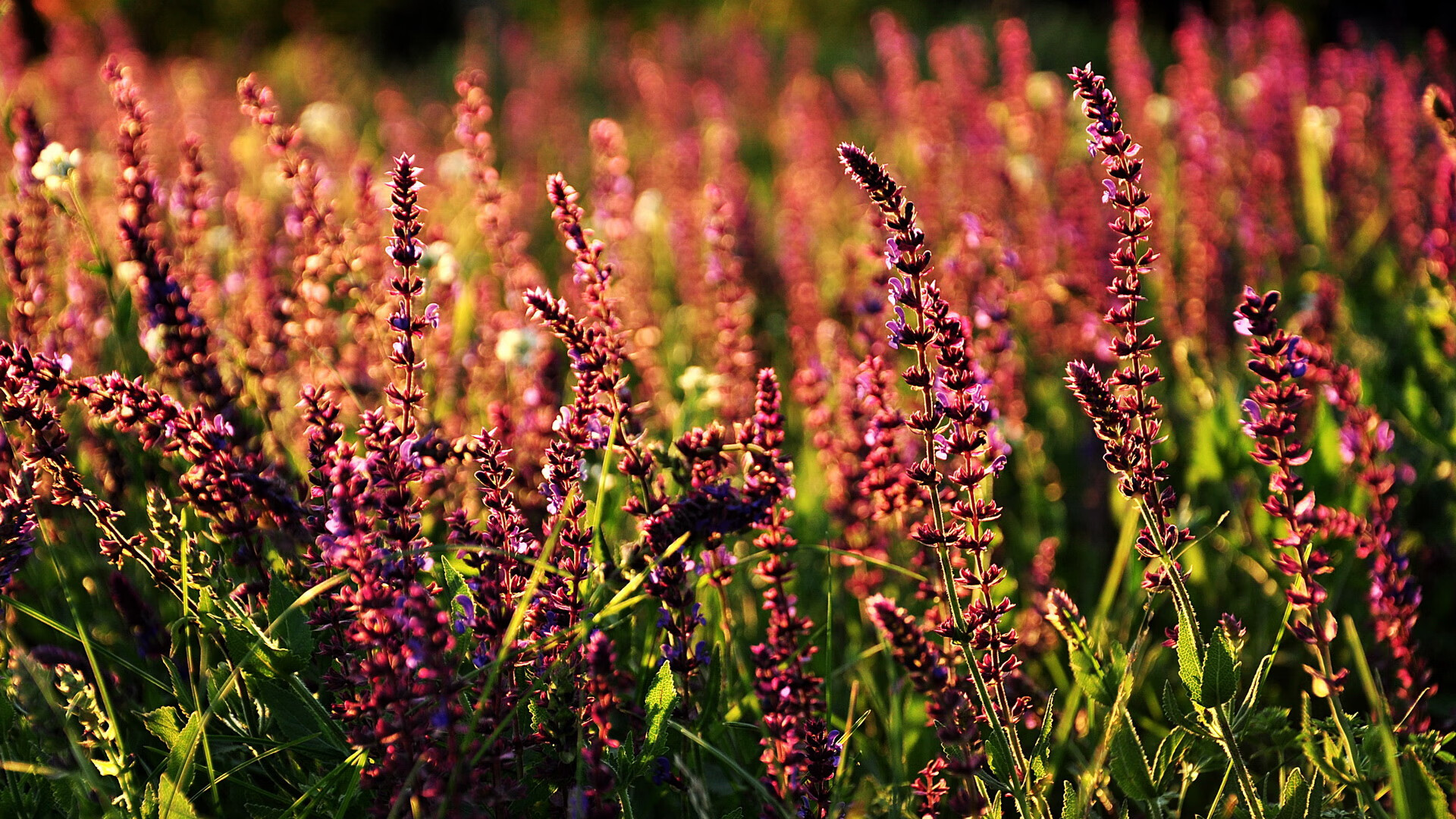 克洛普表扬利物浦后防线,赞许球队整体防守,利物浦球迷评价克洛普