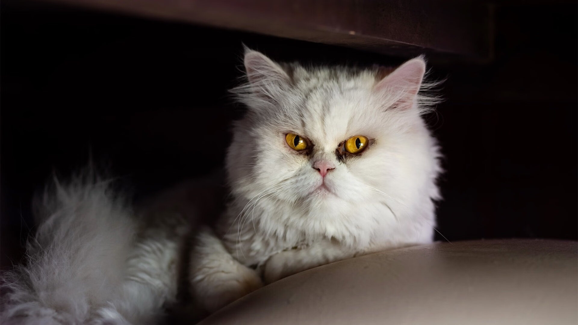 关键足球前锋受伤或影响接下赛季走势,足球中的前锋是什么意思