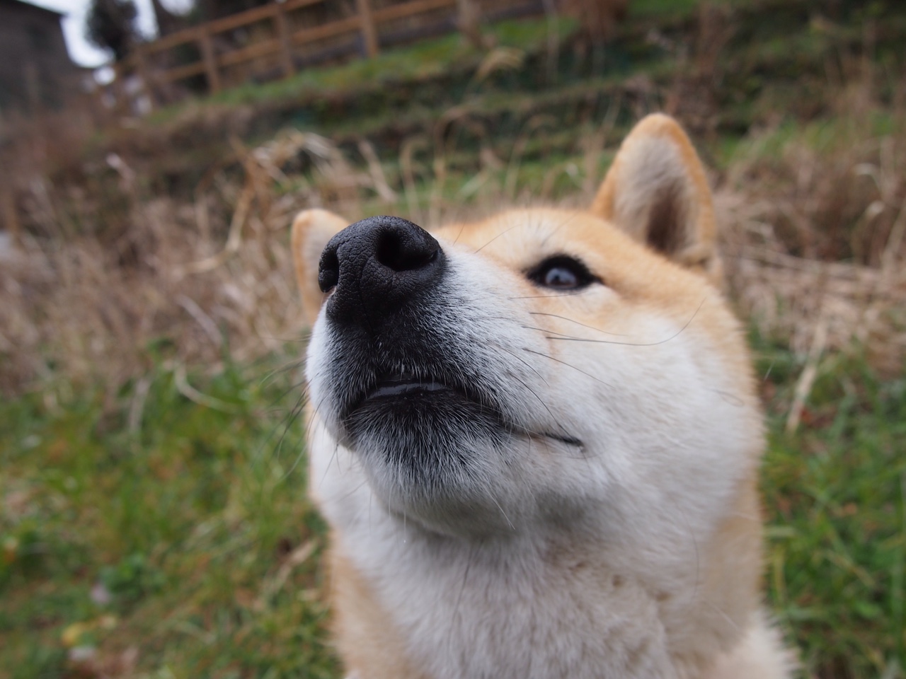 北索尔联攻势渐起,悲情之队求翻身仗,索尔纳vs北雪平比分预测