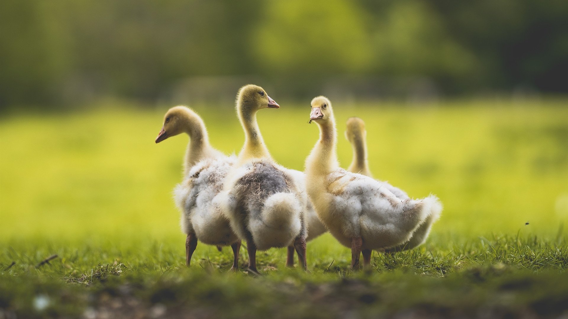 kaiyun体育综合-巴萨后场失位，比达尔率队疯狂进攻，比达尔转会巴萨花了多少钱