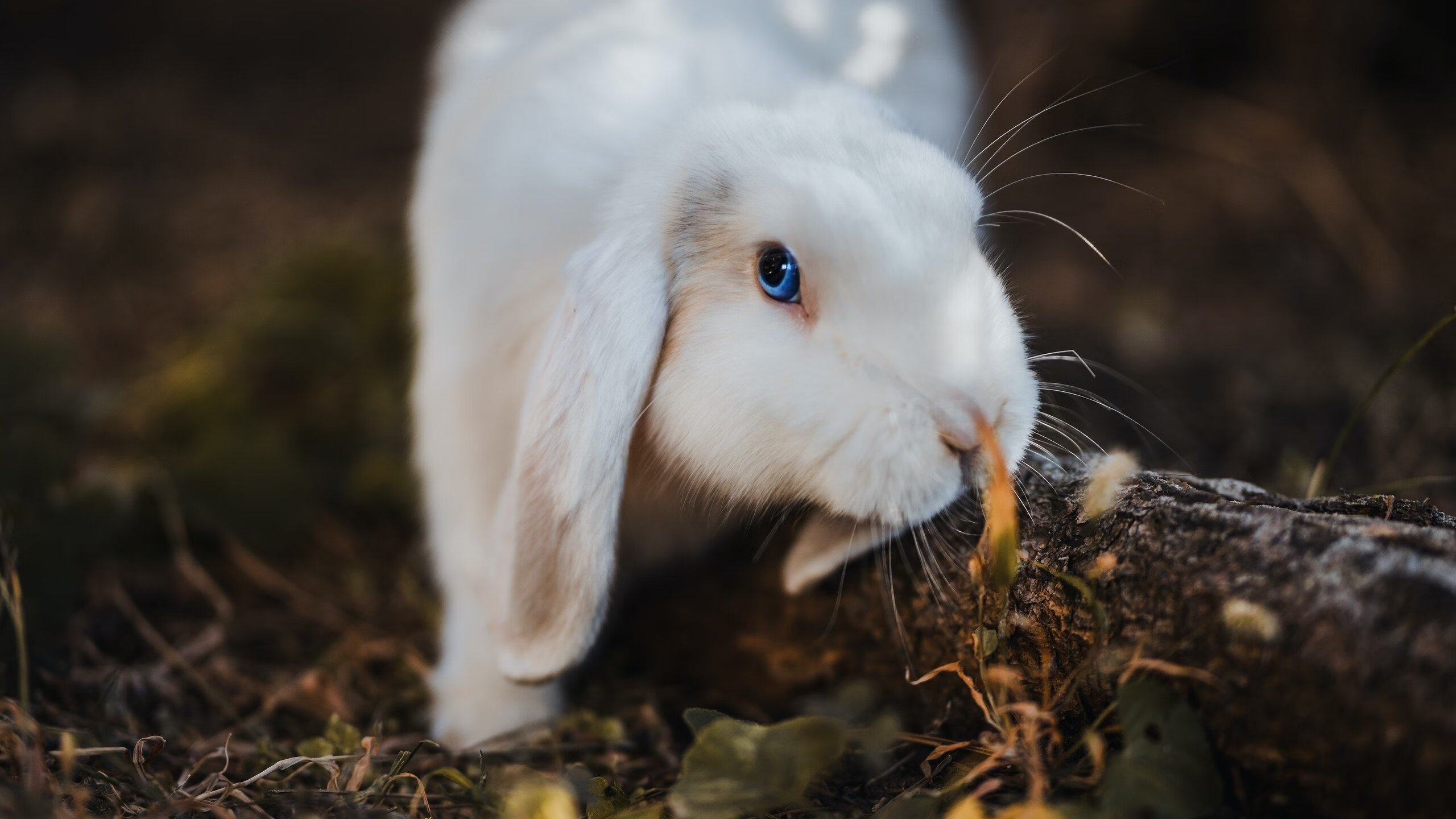 KAIYUNAPP-意甲联赛中一名年轻球员崭露头角，意甲最年轻出场球员