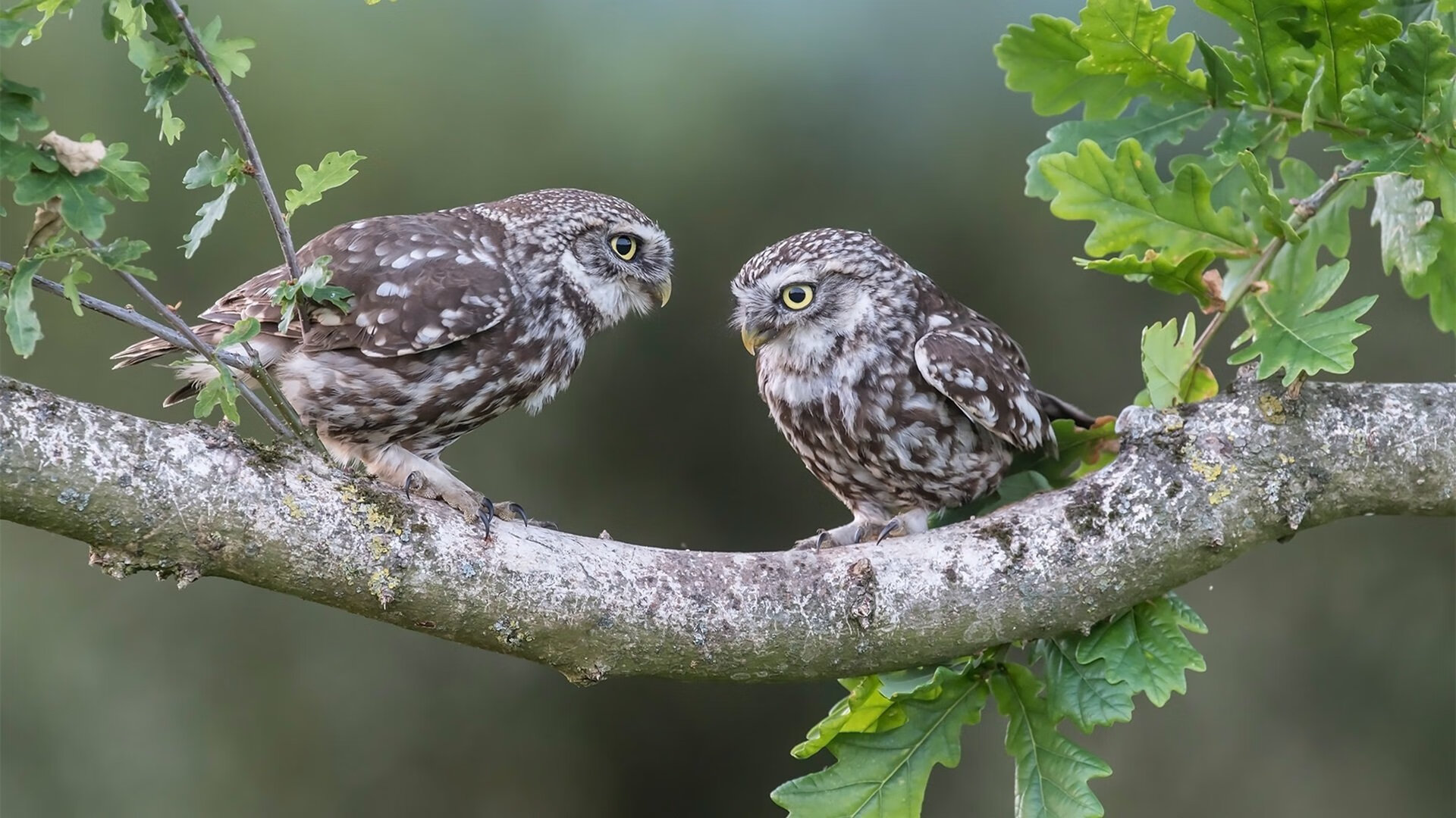 意甲联赛中一名年轻球员崭露头角，意甲最年轻出场球员