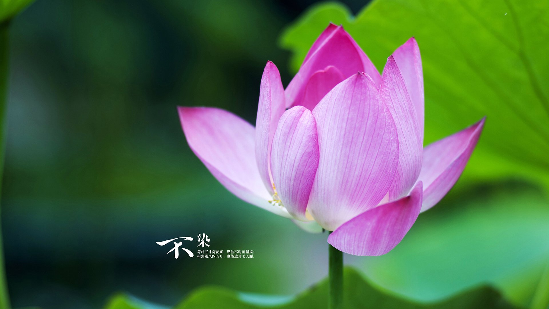 技压群雄_ 拜仁慕尼黑再下狠手痛击美因茨，拜仁慕尼黑美因茨比分预测