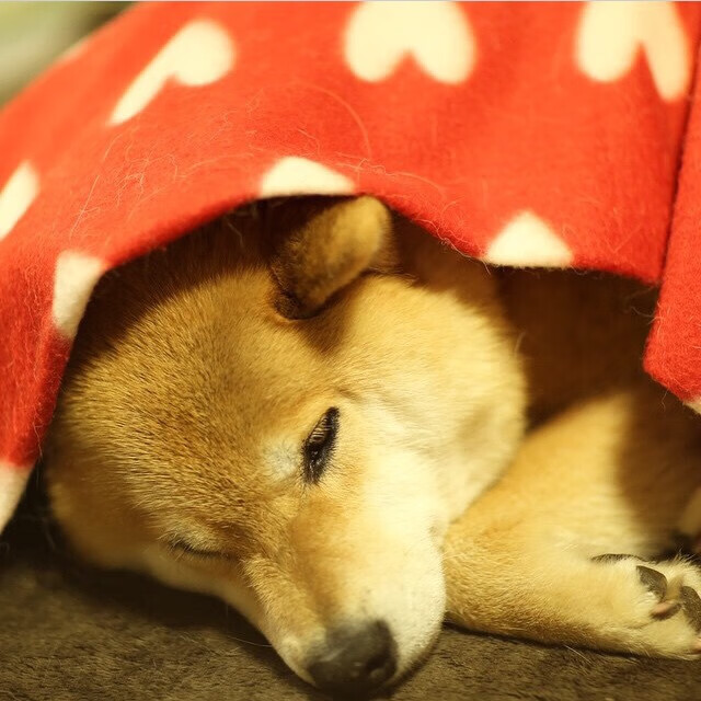 河床比赛节奏控制稳定,河床在五大联赛什么水平