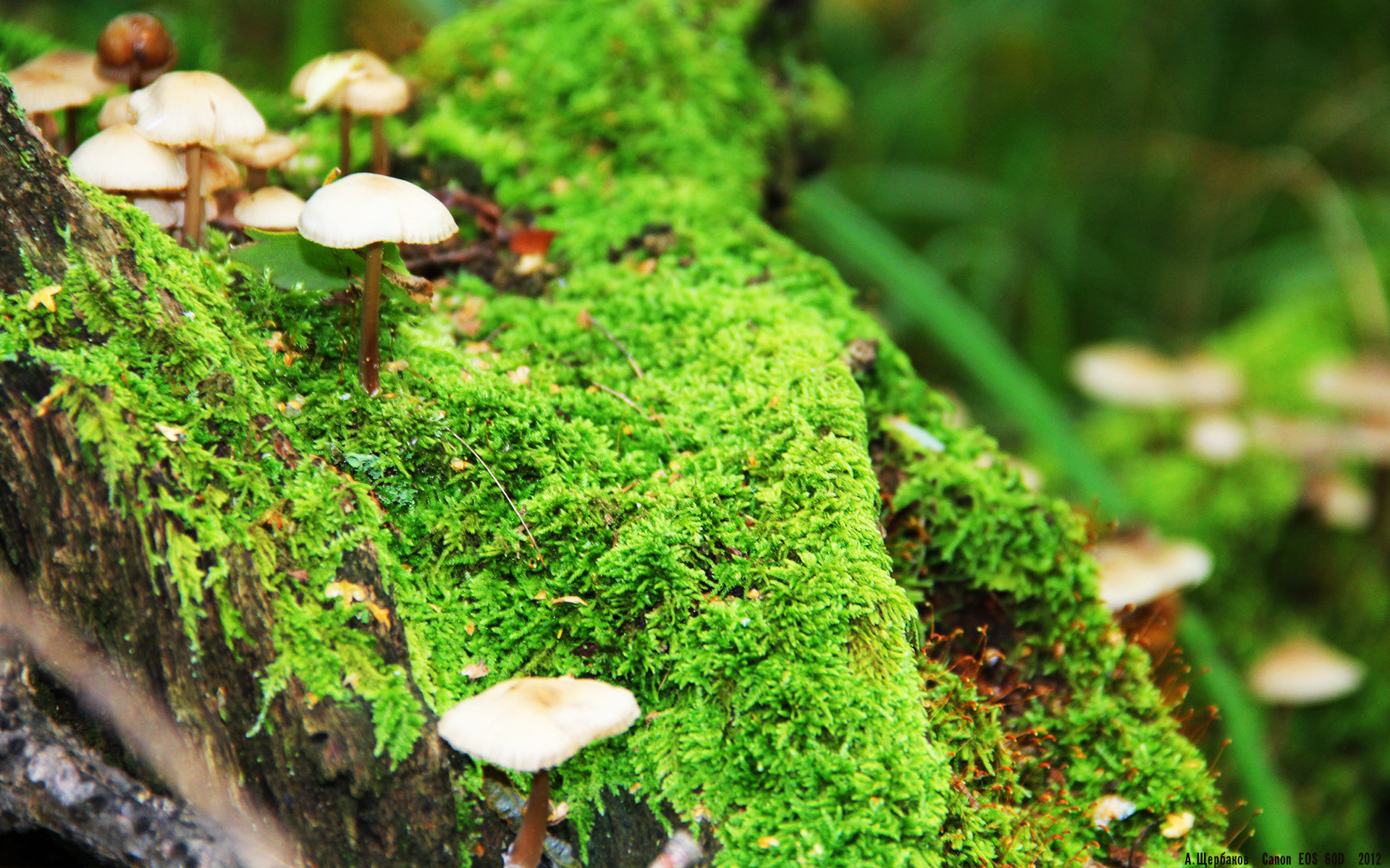 kaiyun官方网站-狼队客场大胜南安普顿，重返争四行列，狼队vs南安普敦比赛结果