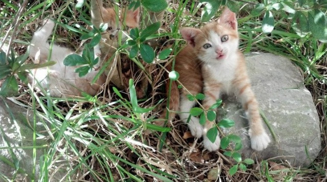 非洲球队队长受伤下场,球队实力受损,非洲的球队