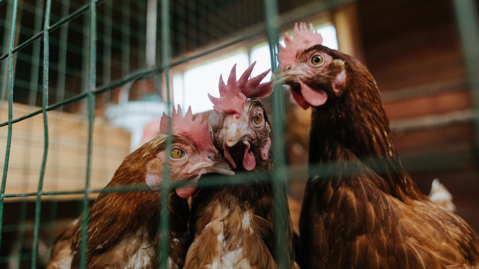 世界青年花样轮滑锦标赛青春动力引爆现场,世界花样轮滑的比赛冠军