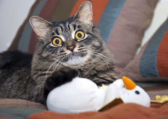 体育新闻中心建设体育音视频版权交易平台,体育新闻网站哪个最好