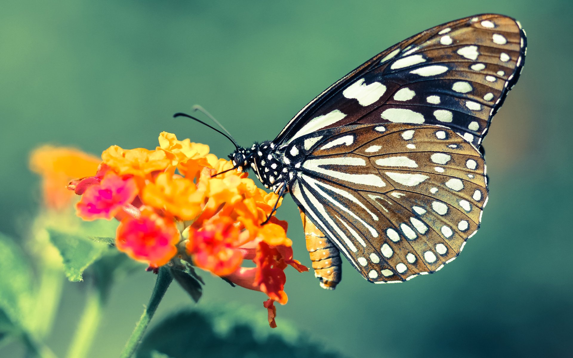 kaiyun开云·官方网站-国际乒联混合团体世界杯赛制变化解析：德国队战术调整，世界杯乒乓球团体赛对阵规则