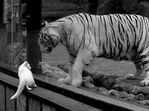 开云平台-新疆男篮注重伤病预防确保阵容完整性，新疆男篮最新