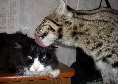 西班牙男子游泳队技术训练体系完善,西班牙花样游泳教练