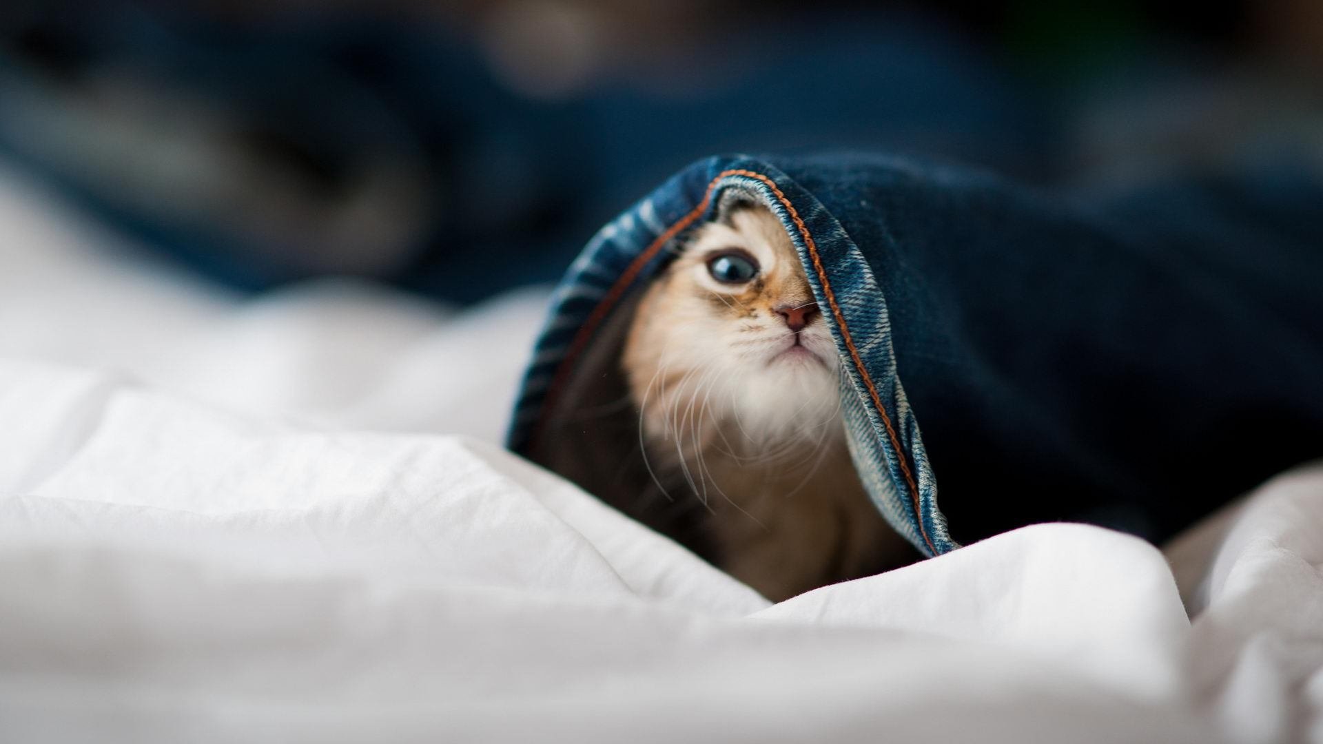 开云入口-“马科斯·莫奇的强力防守与战术执行力，帮助美洲狮队在全球赛场占得先机”