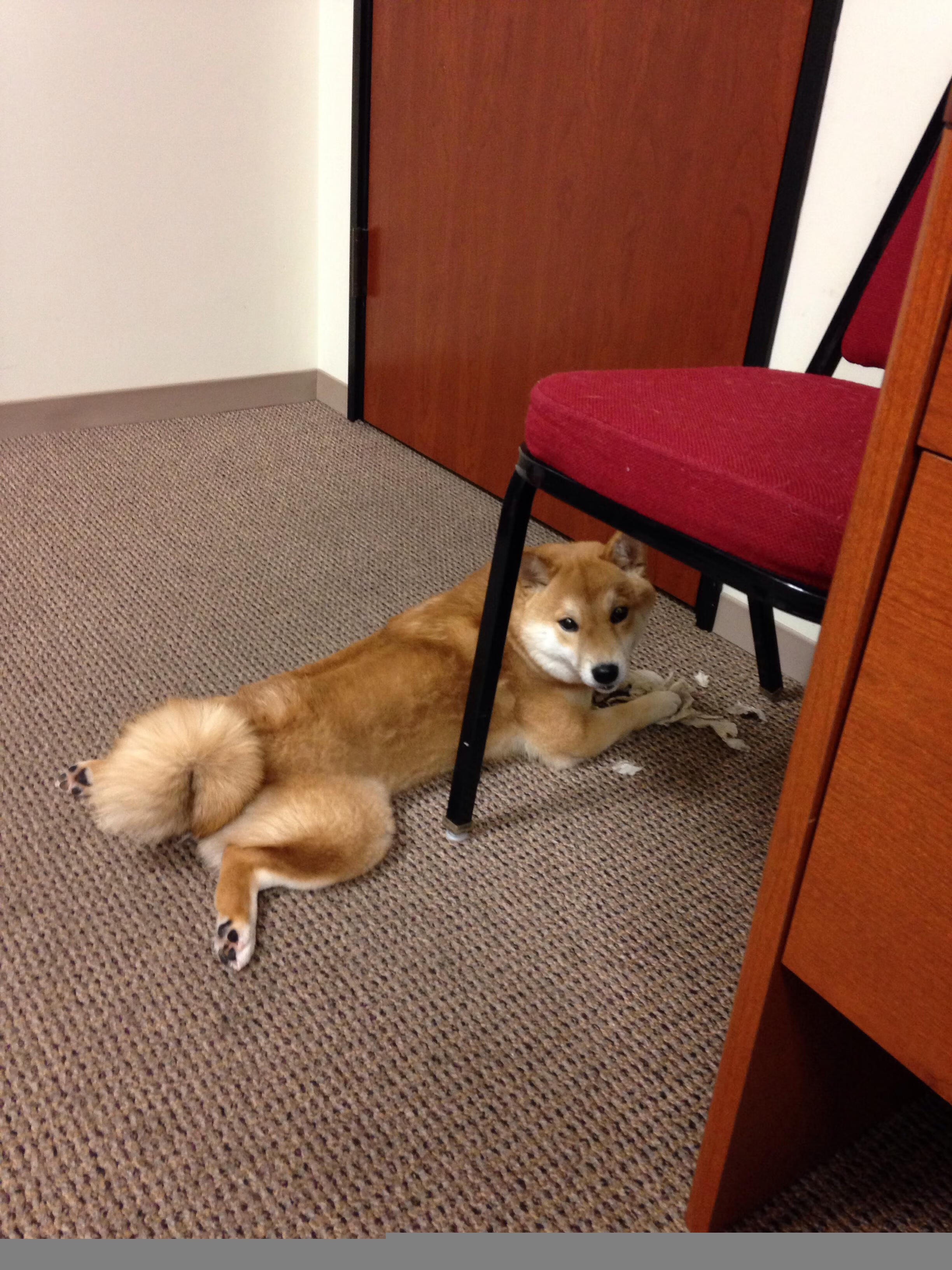 开云官网APP下载-国家女篮青年队梯队建设注重人才梯度和持续培养，国家篮球队女队