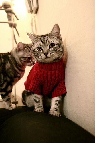 张伟丽将挑战排名第三的对手,张伟丽最强对手是谁