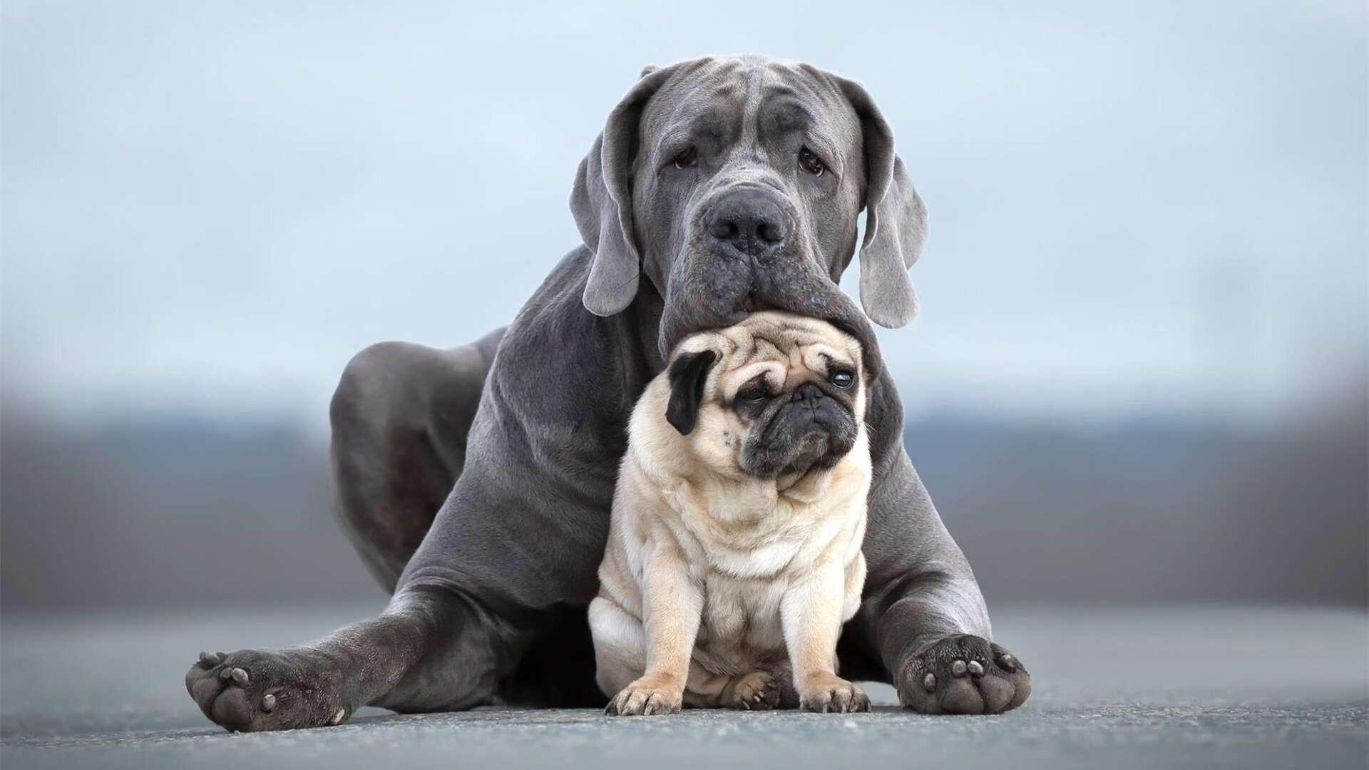 法甲绝美弧线球:足球的艺术之美尽在其中,足球弧线球动作要领