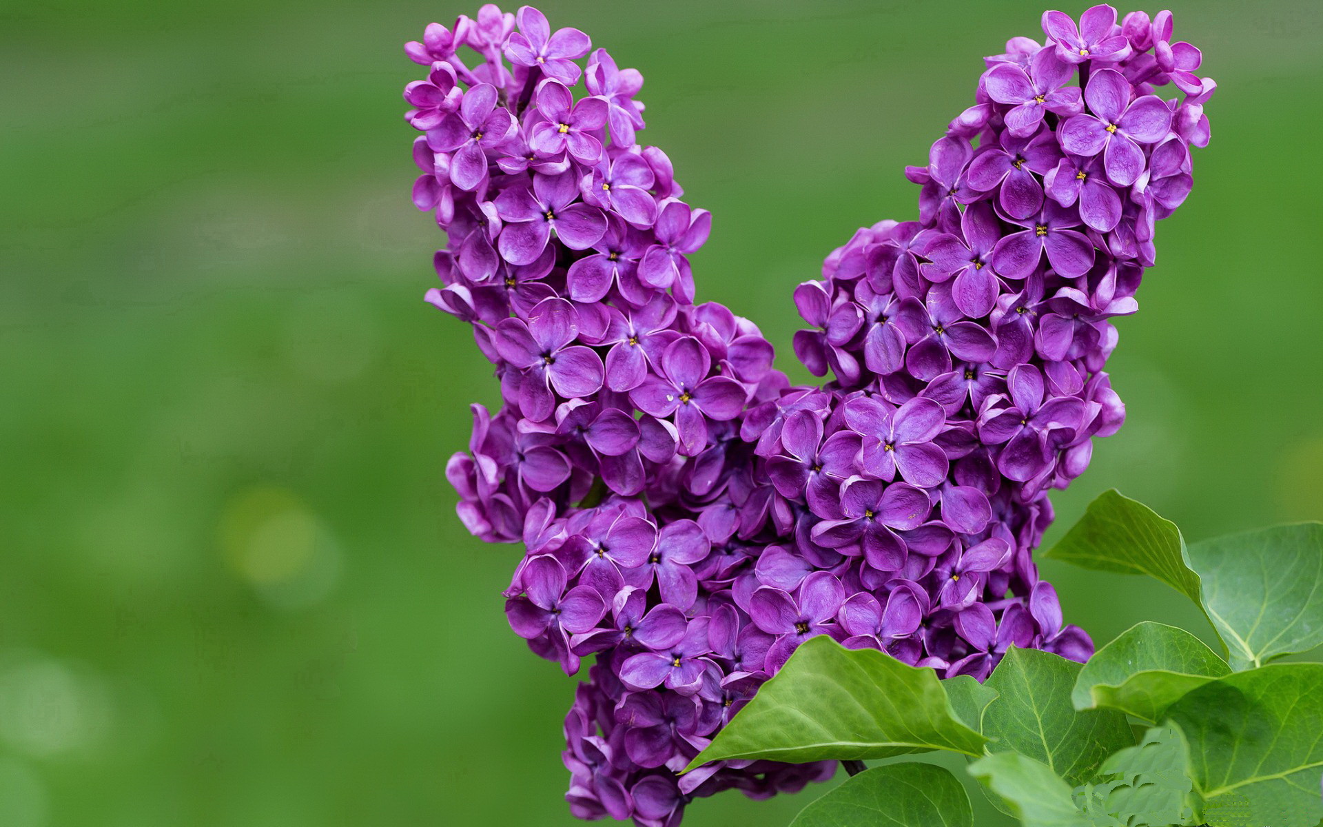 网球运动心理干预方案正式上线,网球行为