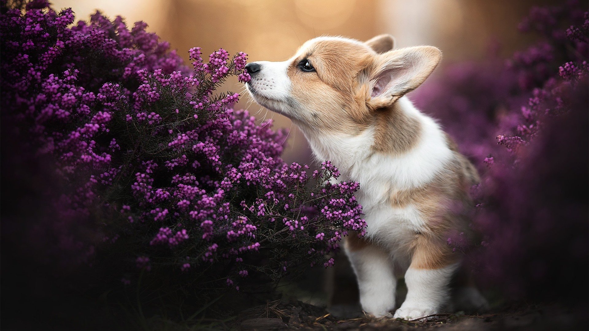 青少年足球科技创新大赛火热开启,激发未来足球科技潜能,青少年足球普及知识